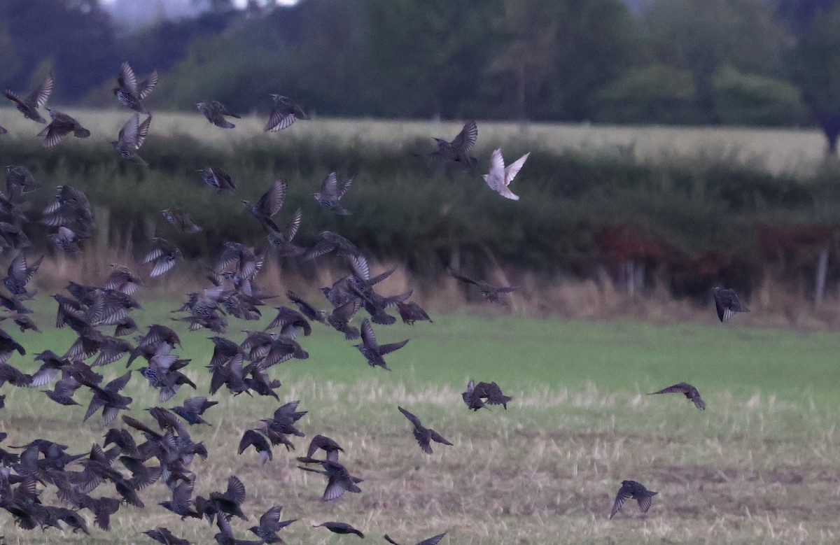 European Starling - ML641692722