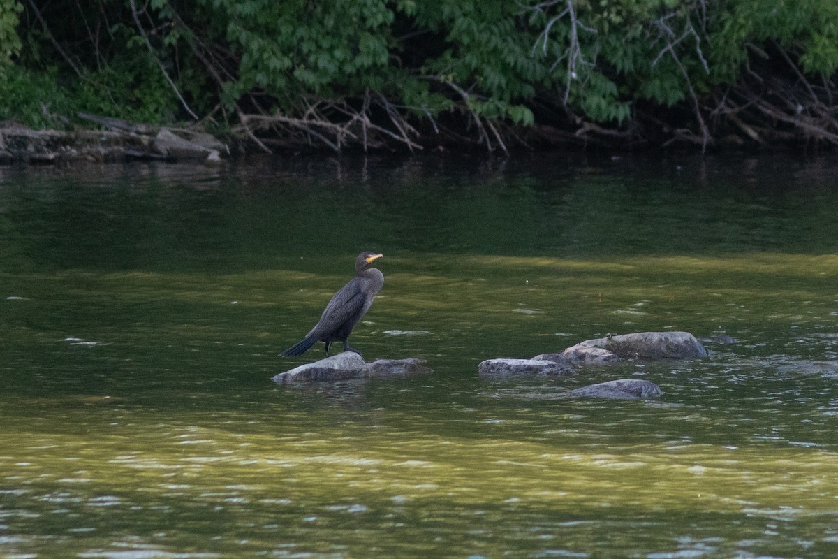 Double-crested Cormorant - ML641692734