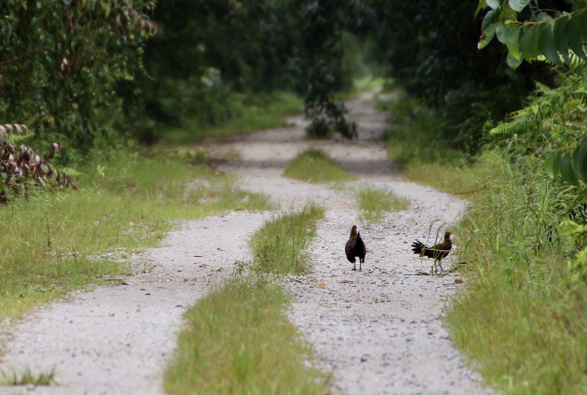 セキショクヤケイ - ML641692756