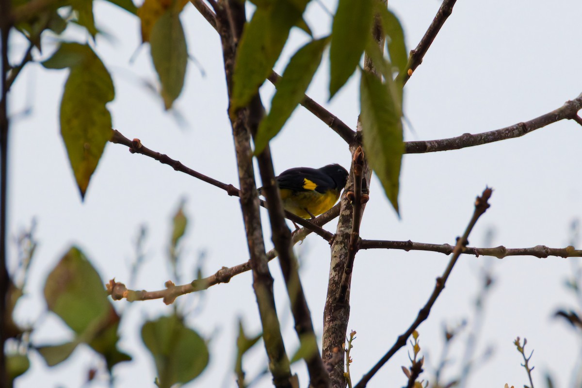 Yellow-bellied Siskin - ML641692769