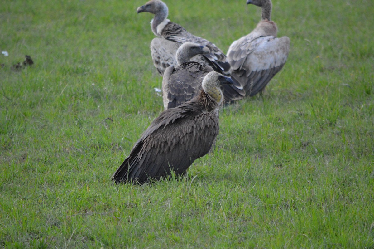 White-backed Vulture - ML641692773