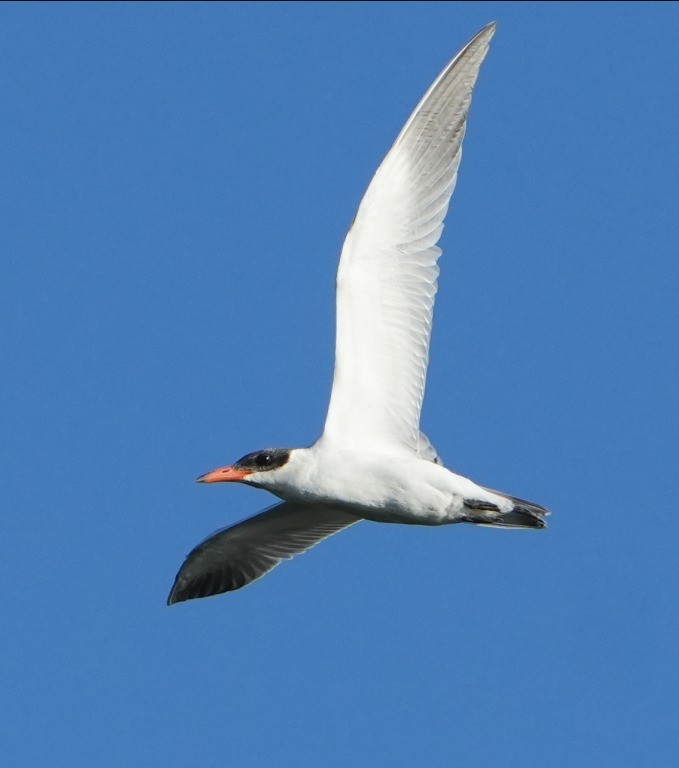 Caspian Tern - ML641692777