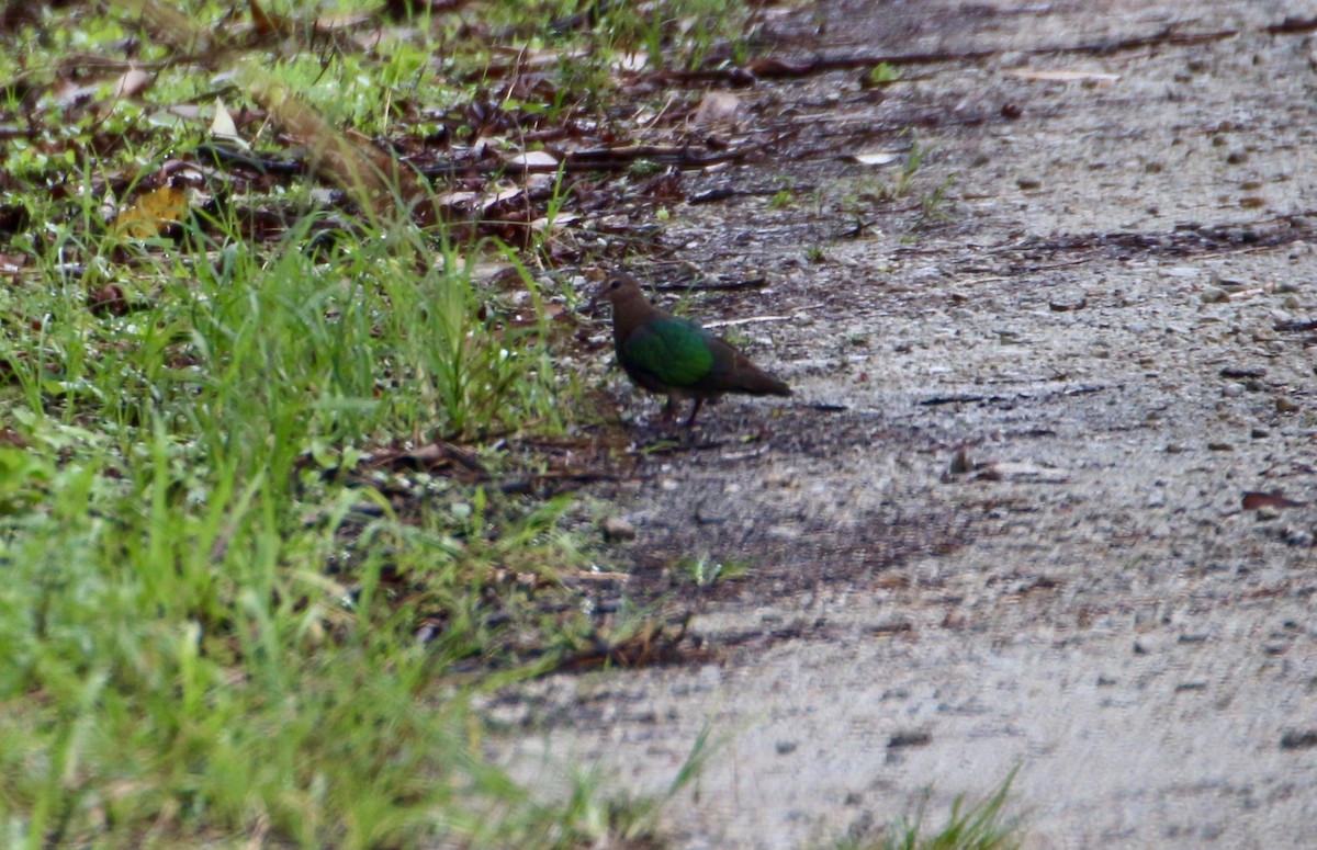 Asian Emerald Dove - ML641692779