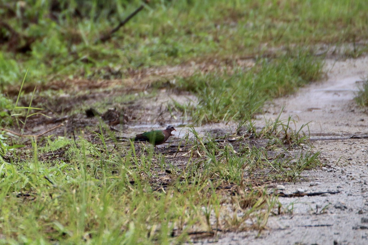Asian Emerald Dove - ML641692780