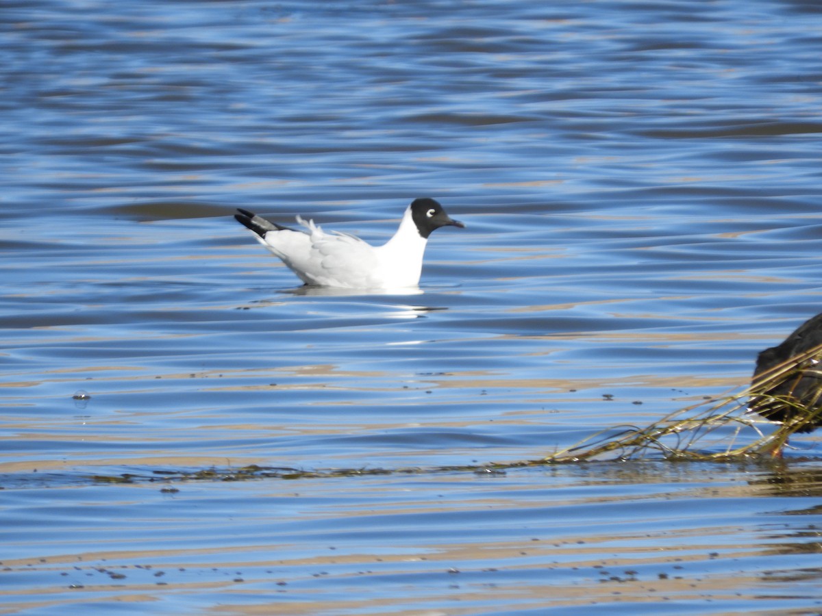 Andean Gull - ML641692784