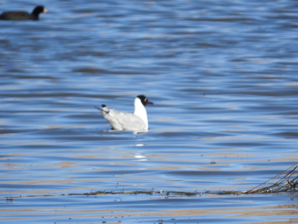 Andean Gull - ML641692785