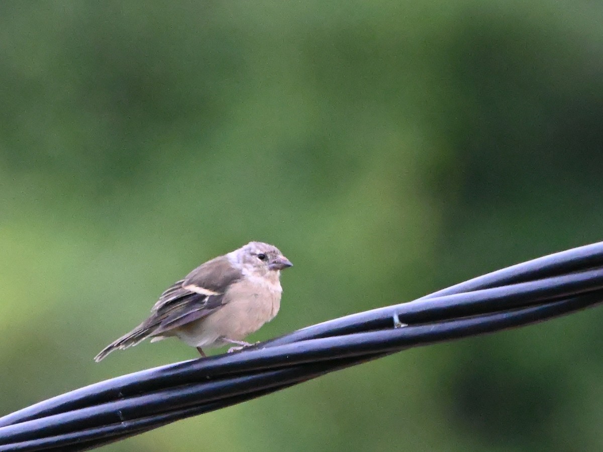 Azores Chaffinch - ML641692801