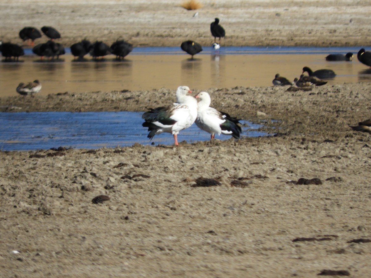 Andean Goose - ML641692833