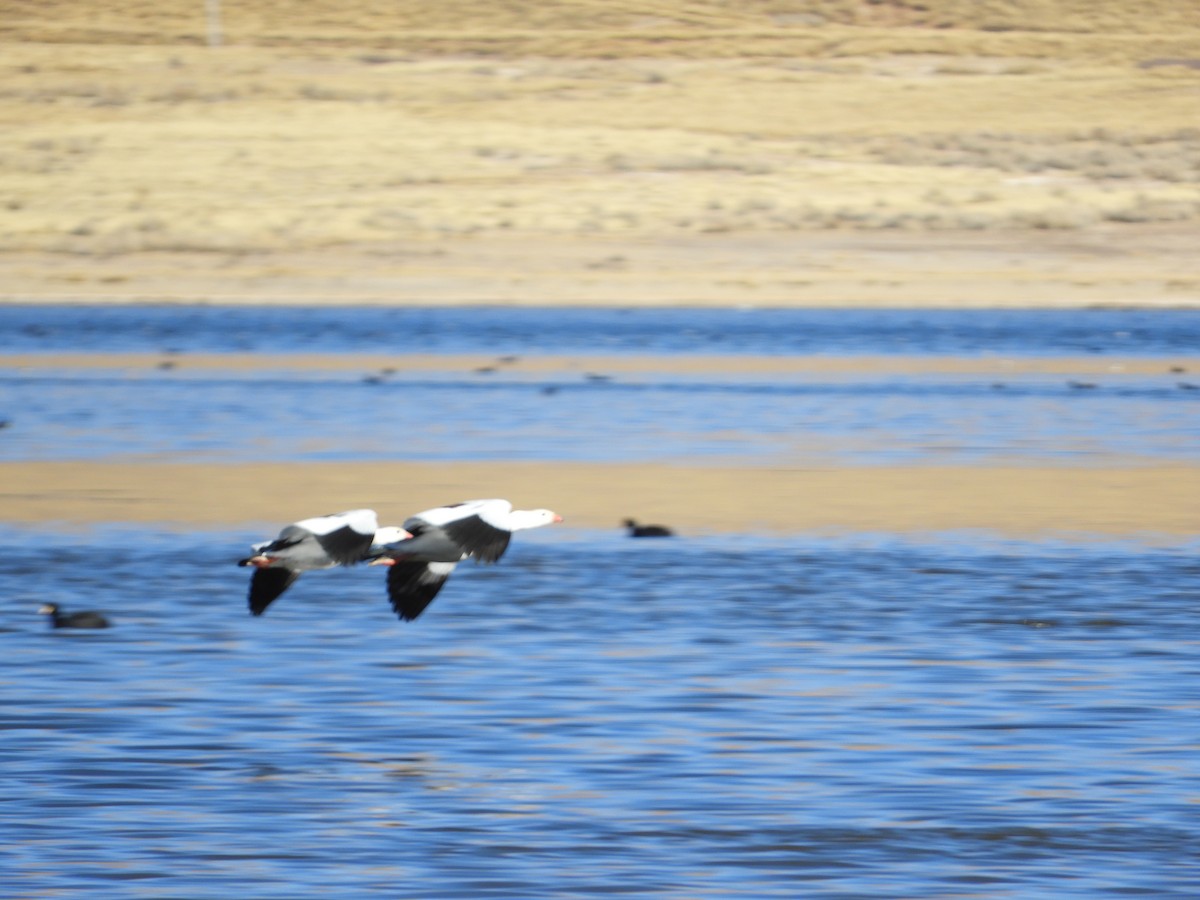 Andean Goose - ML641692834