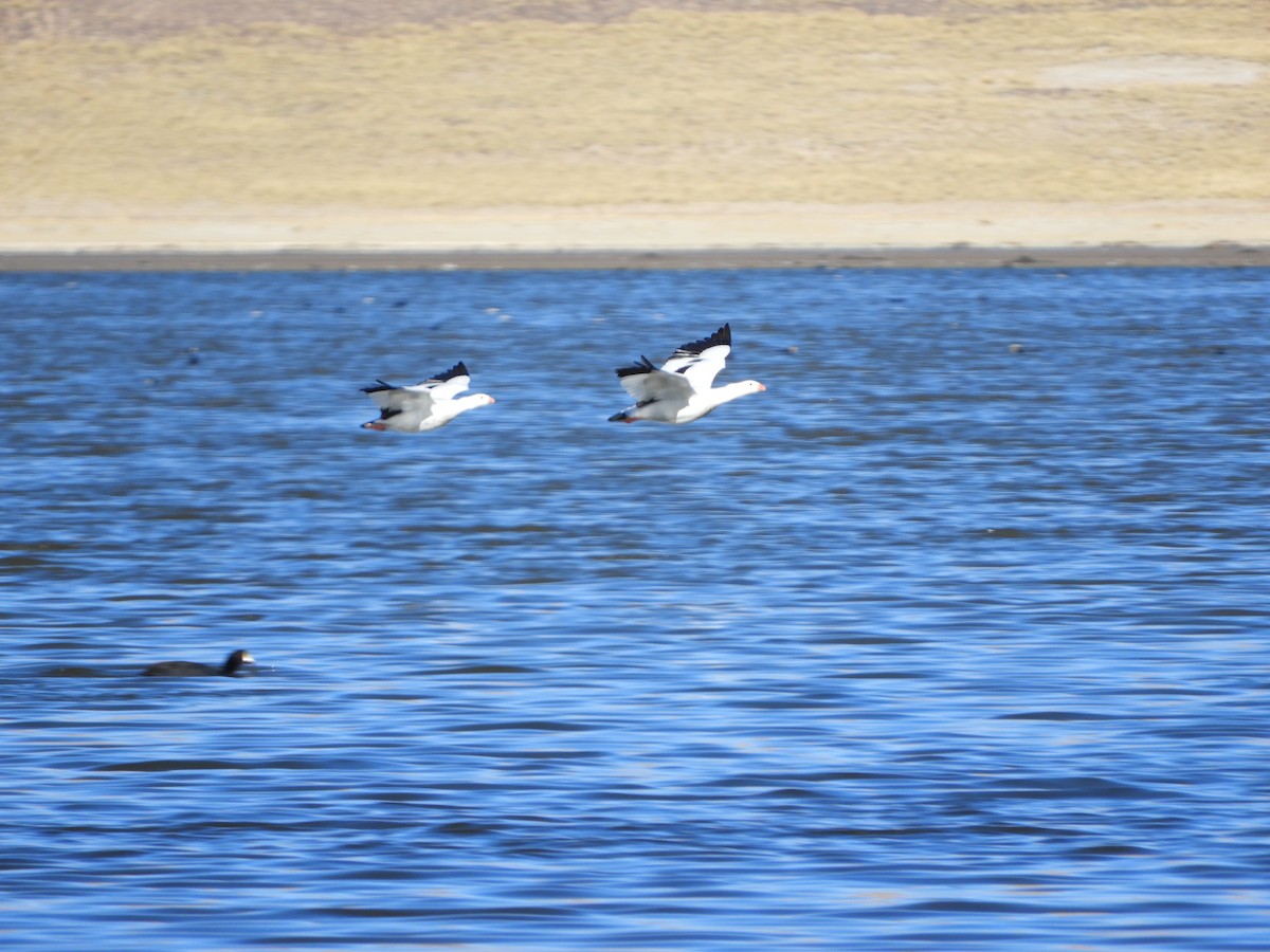 Andean Goose - ML641692835