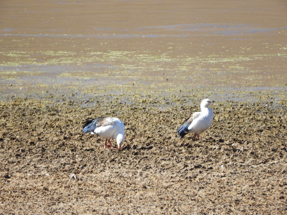 Andean Goose - ML641692840