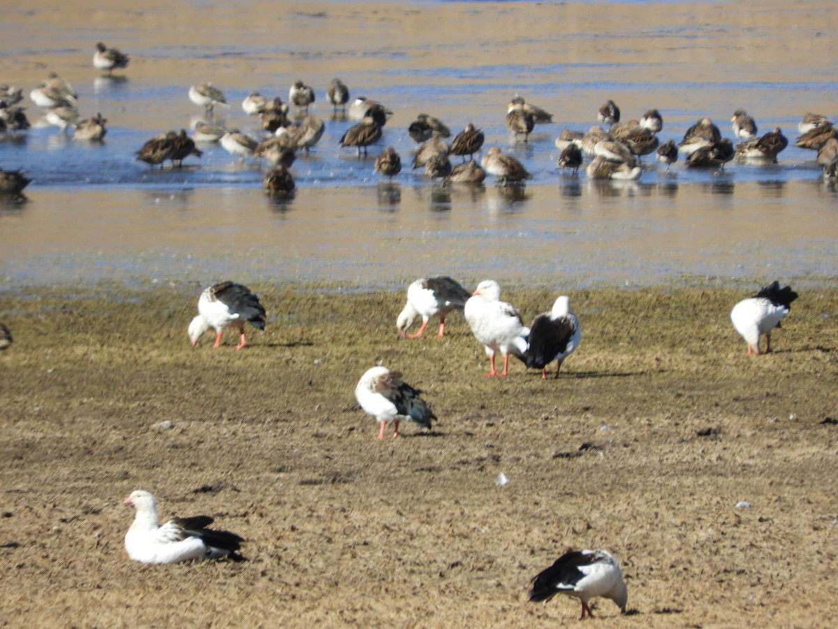 Andean Goose - ML641692841