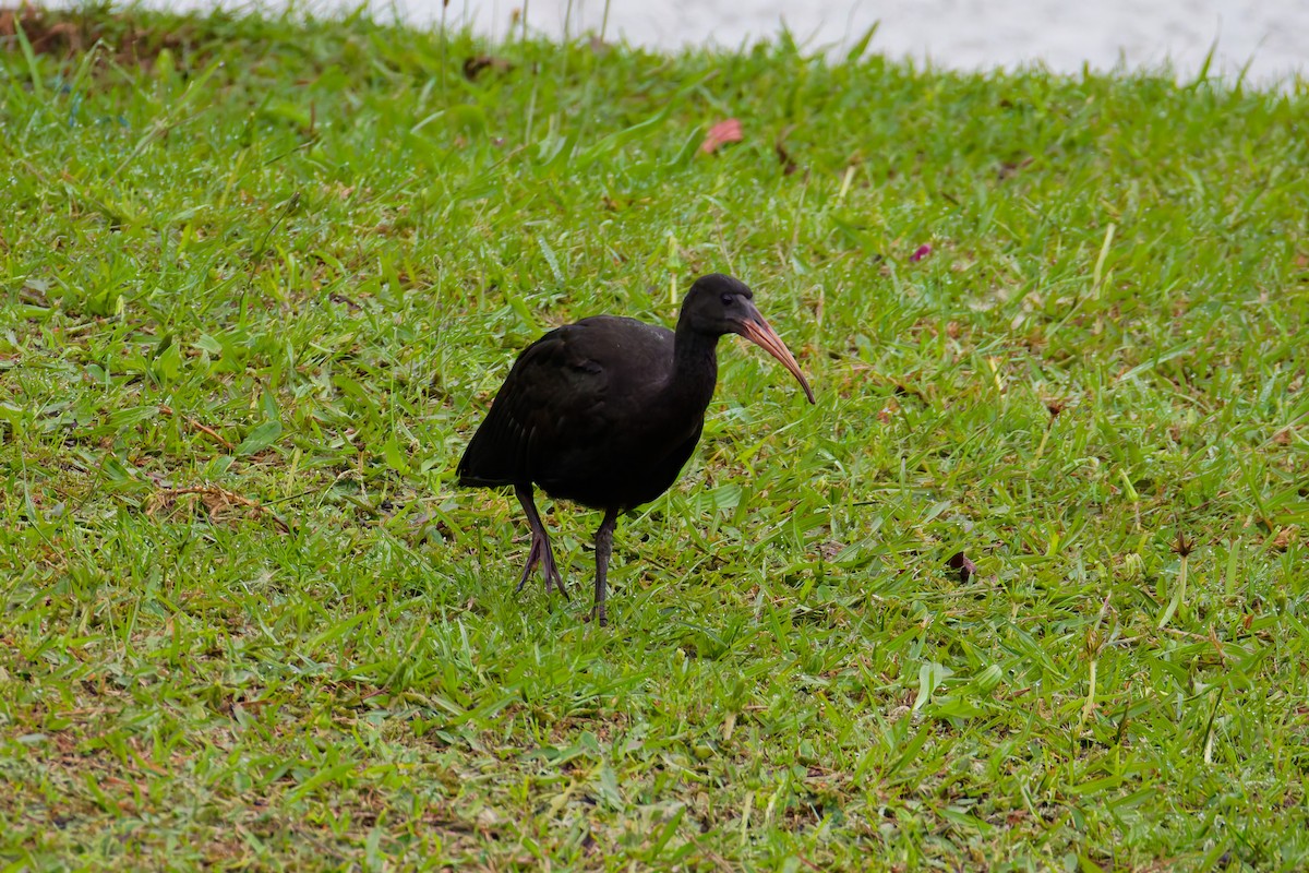 Bare-faced Ibis - ML641692842