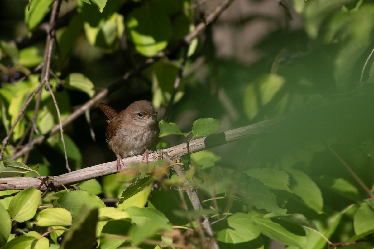 Northern House Wren (Northern) - ML641692847