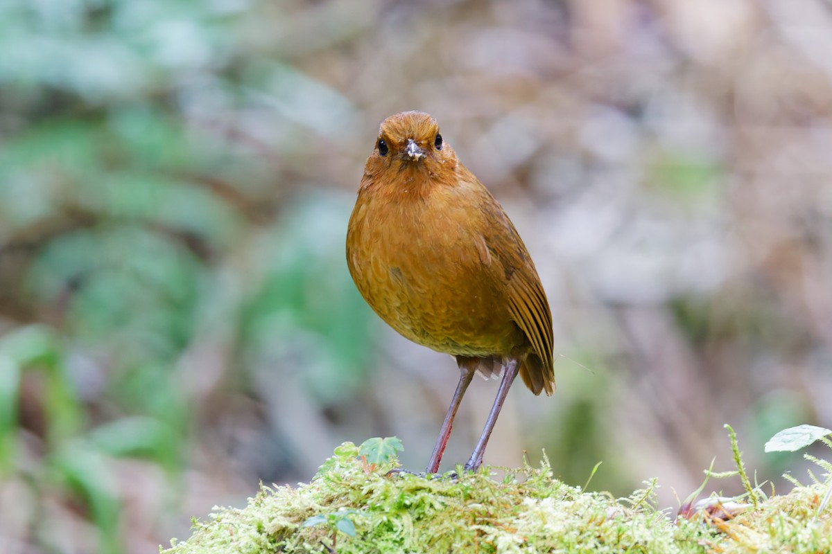 Equatorial Antpitta - ML641692922