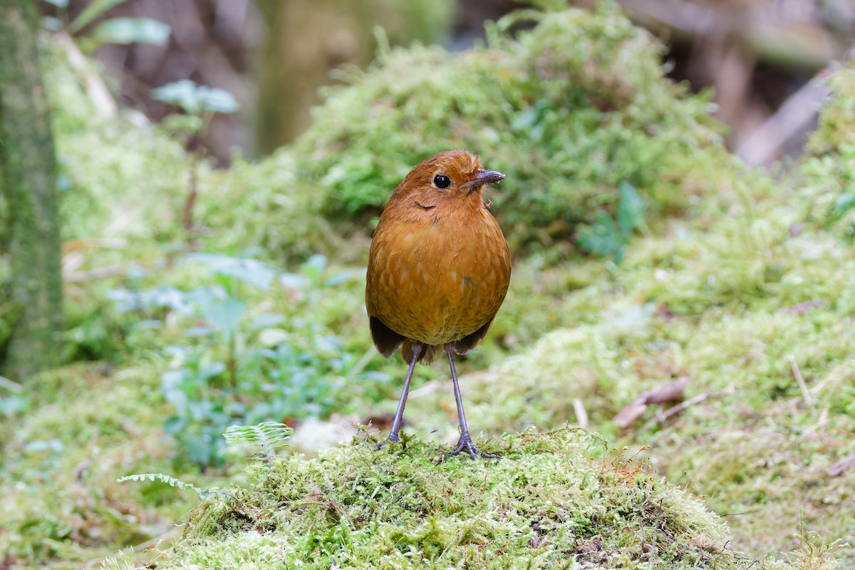 Equatorial Antpitta - ML641692923