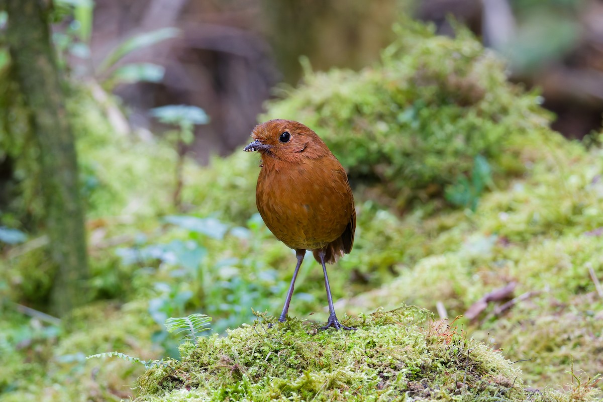 Equatorial Antpitta - ML641692926