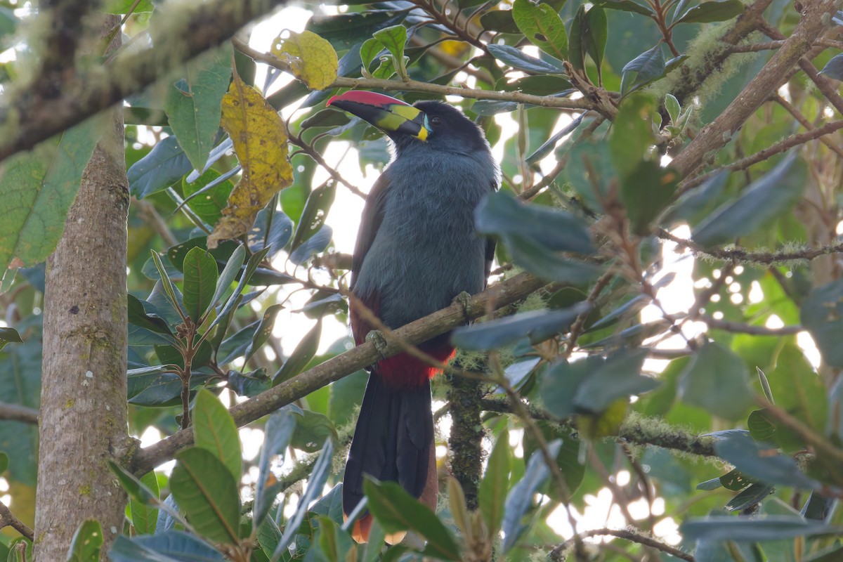 Blautukan - ML641692934