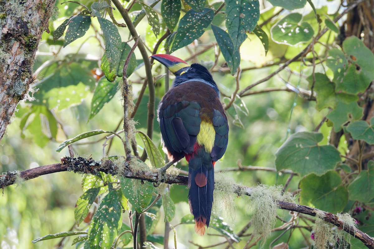 Blautukan - ML641692936
