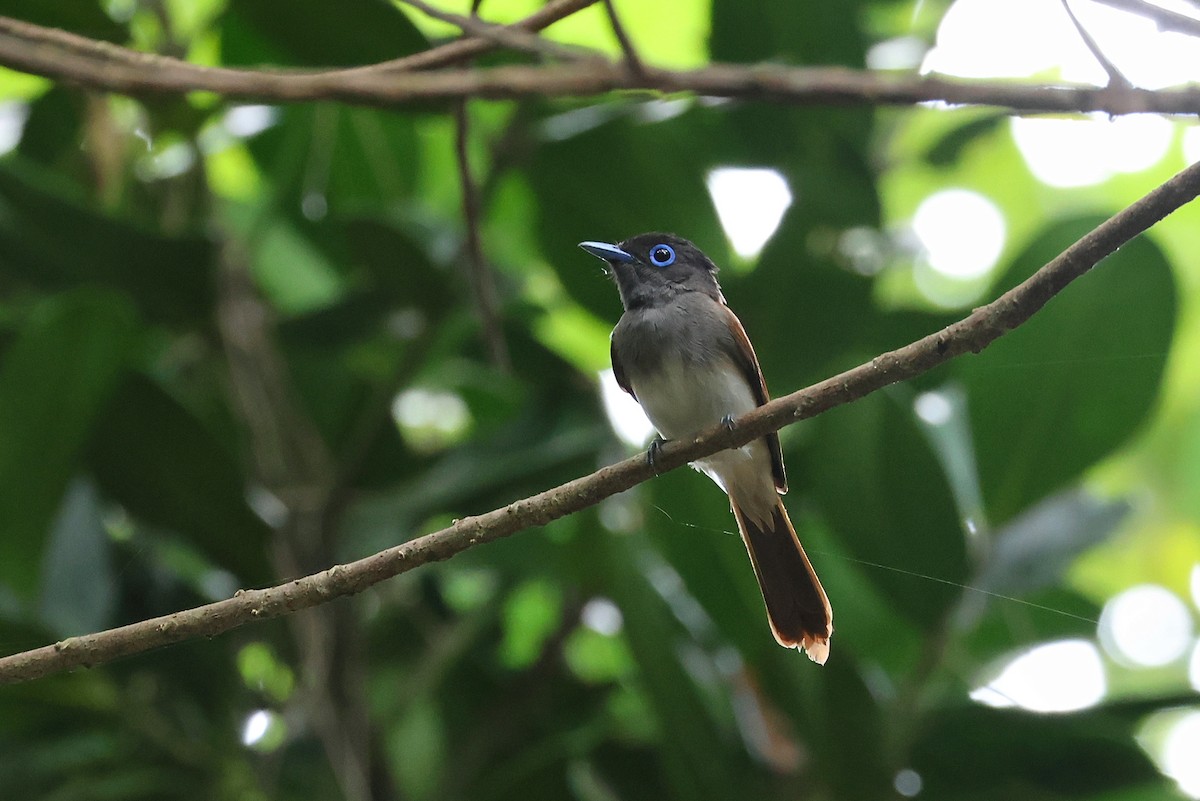 Black Paradise-Flycatcher - ML641693012