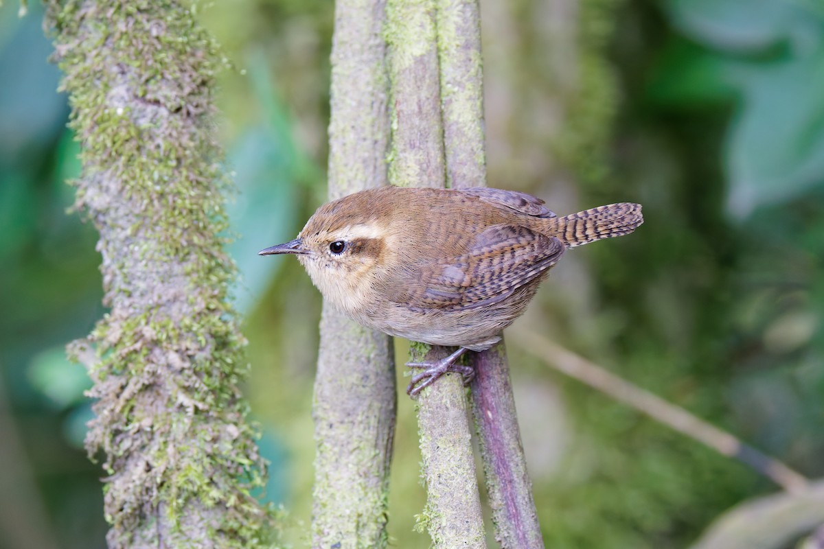 Mountain Wren - ML641693042