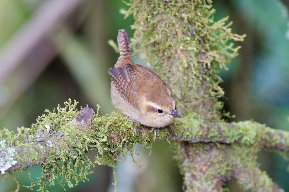Mountain Wren - ML641693045
