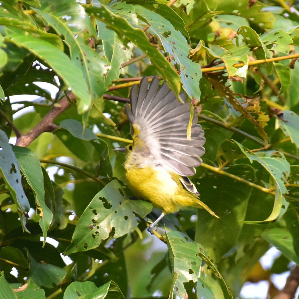Common Iora - ML641693057