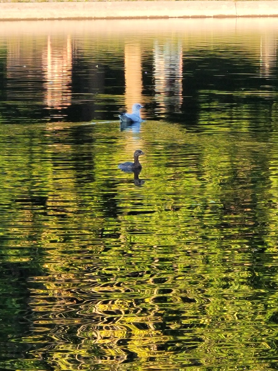 Pied-billed Grebe - ML641693058