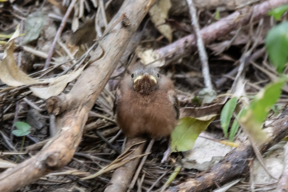 Golden Whistler (Eastern) - ML641693062