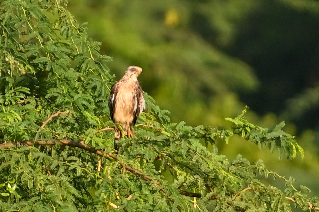 White-eyed Buzzard - ML641693063