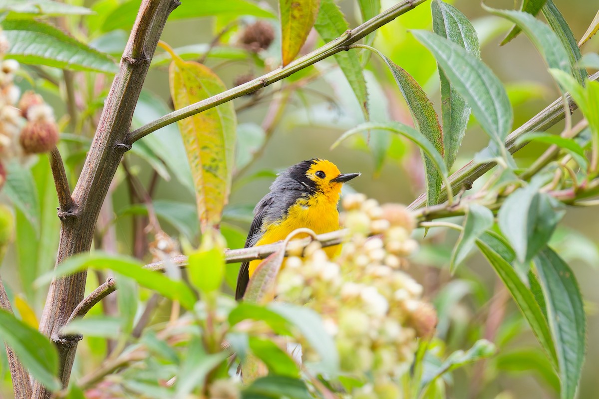 Paruline dorée (chrysops) - ML641693079