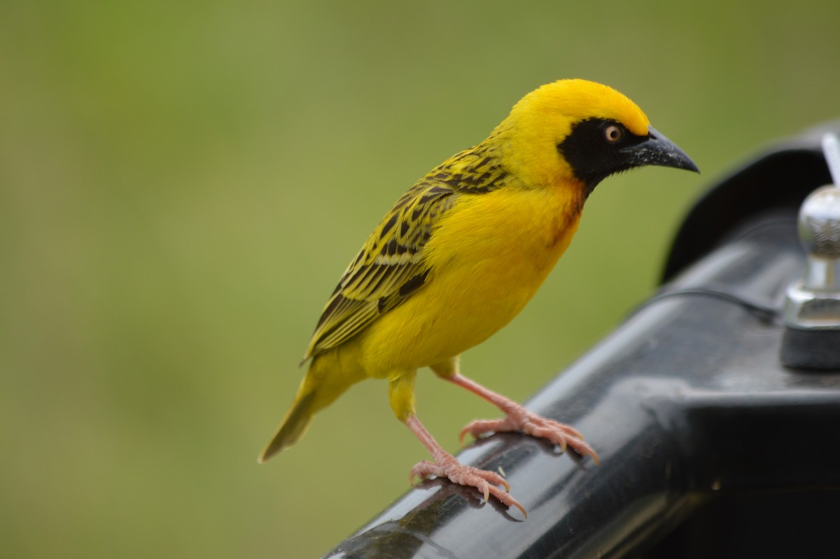 Speke's Weaver - ML641693092