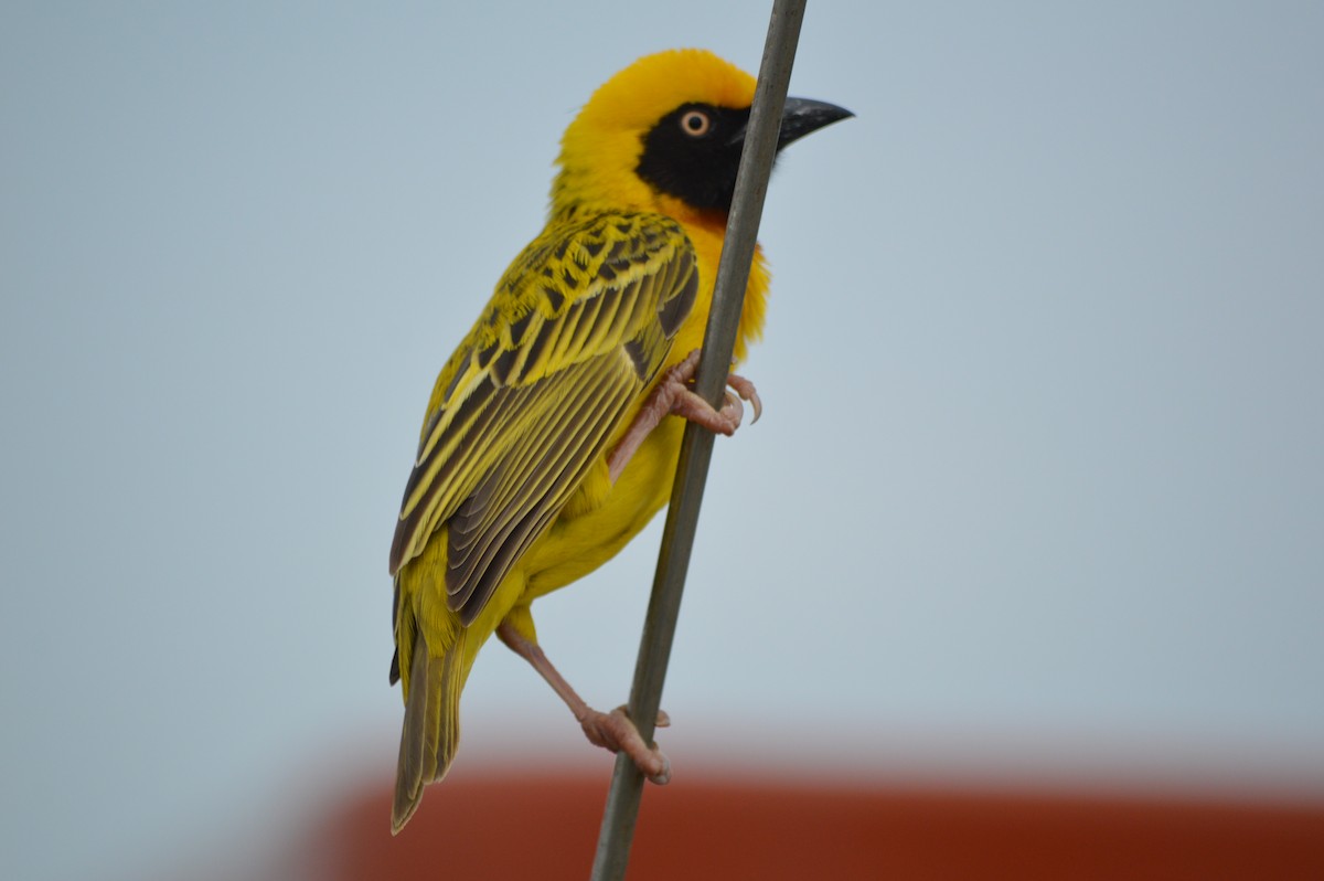 Speke's Weaver - ML641693093