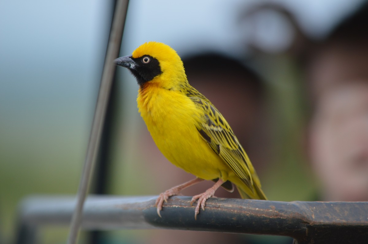 Speke's Weaver - ML641693094