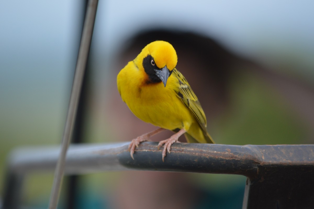 Speke's Weaver - ML641693095