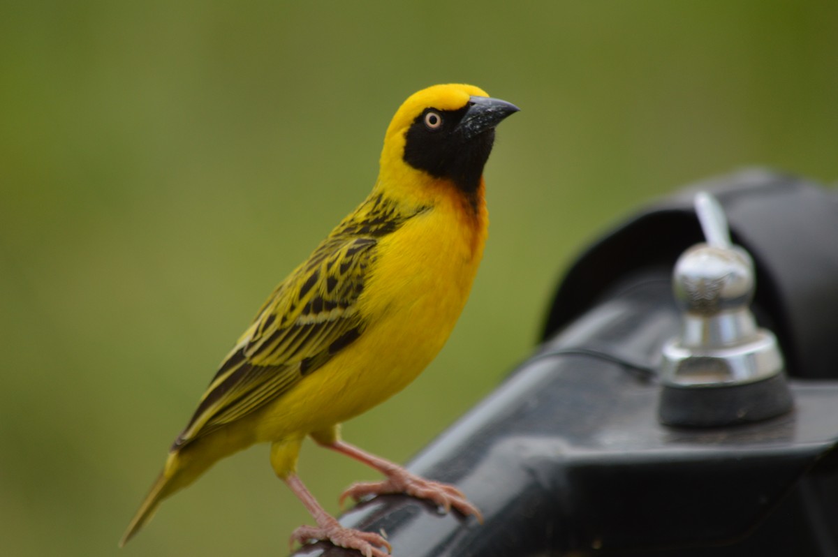 Speke's Weaver - ML641693096