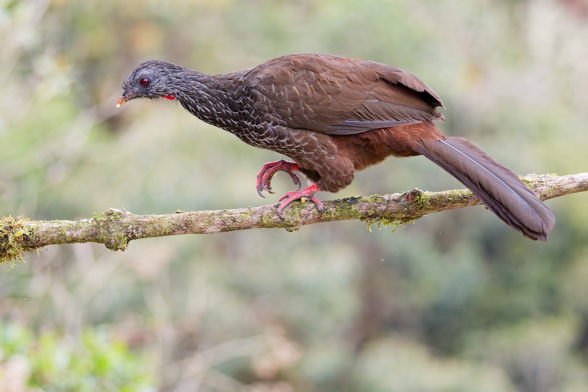 Andean Guan - ML641693114