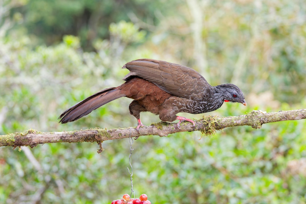 Andean Guan - ML641693115