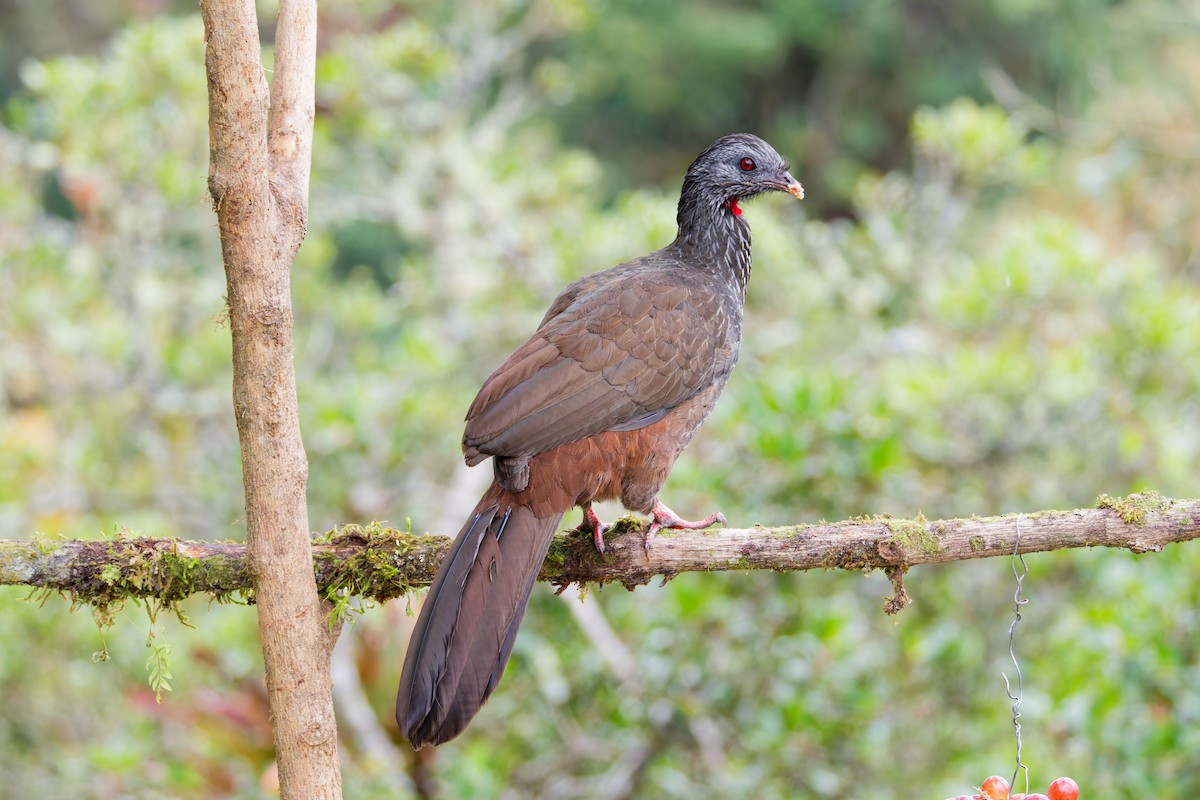 Andean Guan - ML641693116