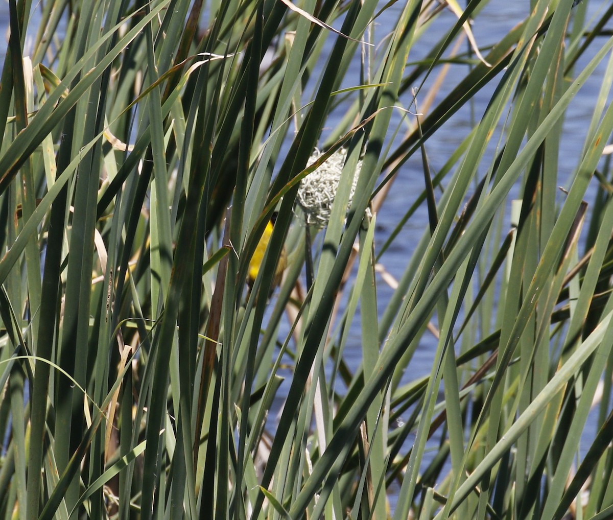Black-headed Weaver - ML641693156