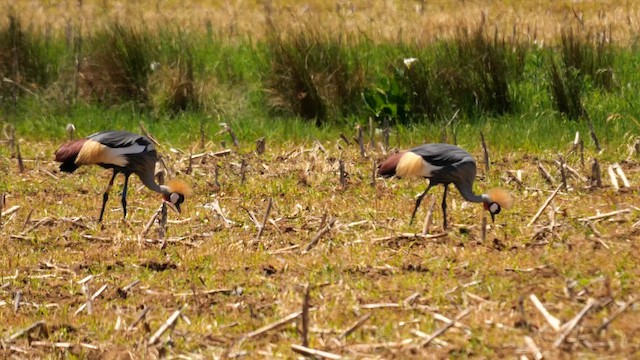 Gray Crowned-Crane - ML641693171