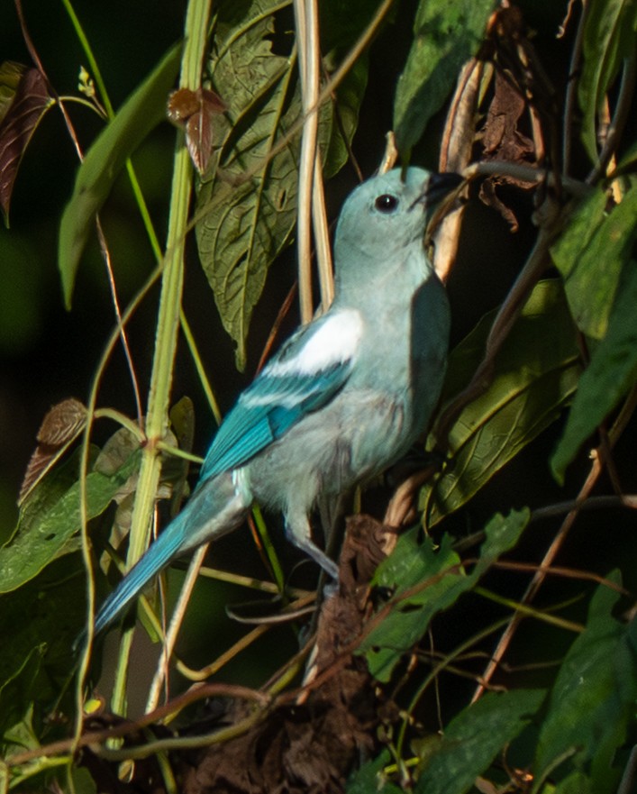 Blue-gray Tanager - ML641693192