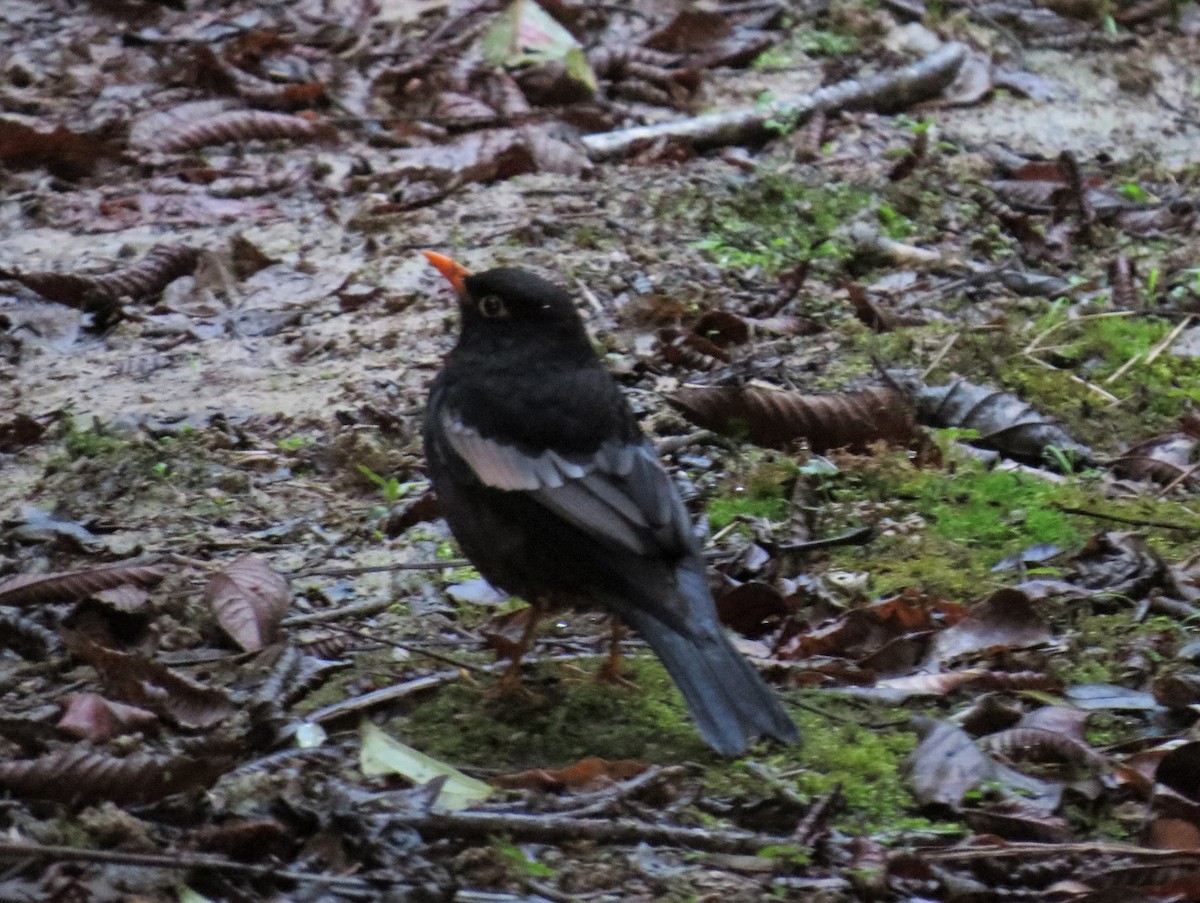 Gray-winged Blackbird - ML641693209