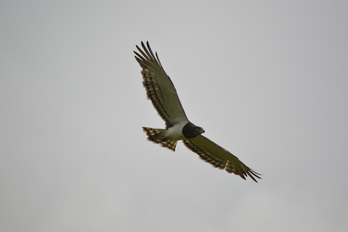 Black-chested Snake-Eagle - ML641693222