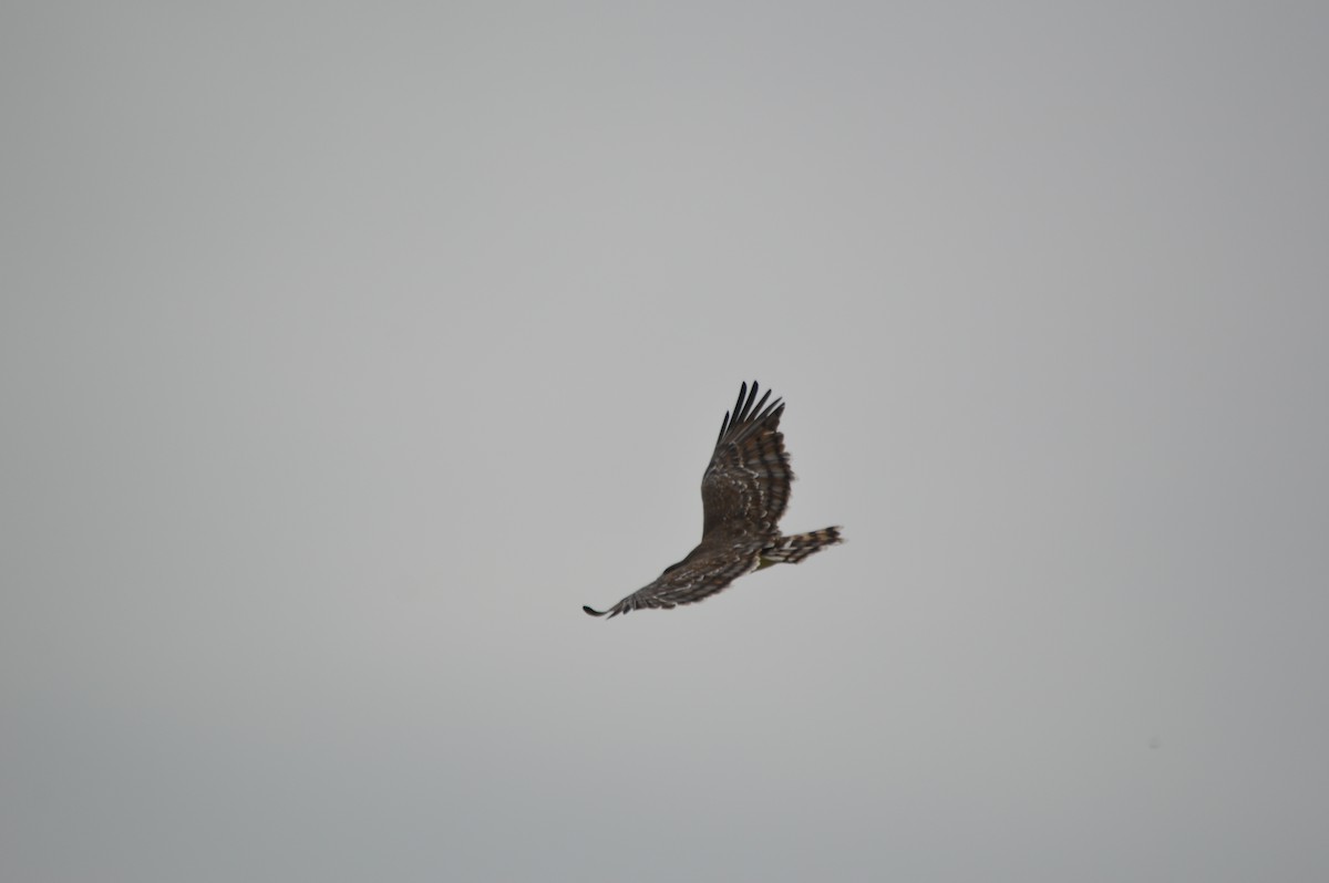 Black-chested Snake-Eagle - ML641693223