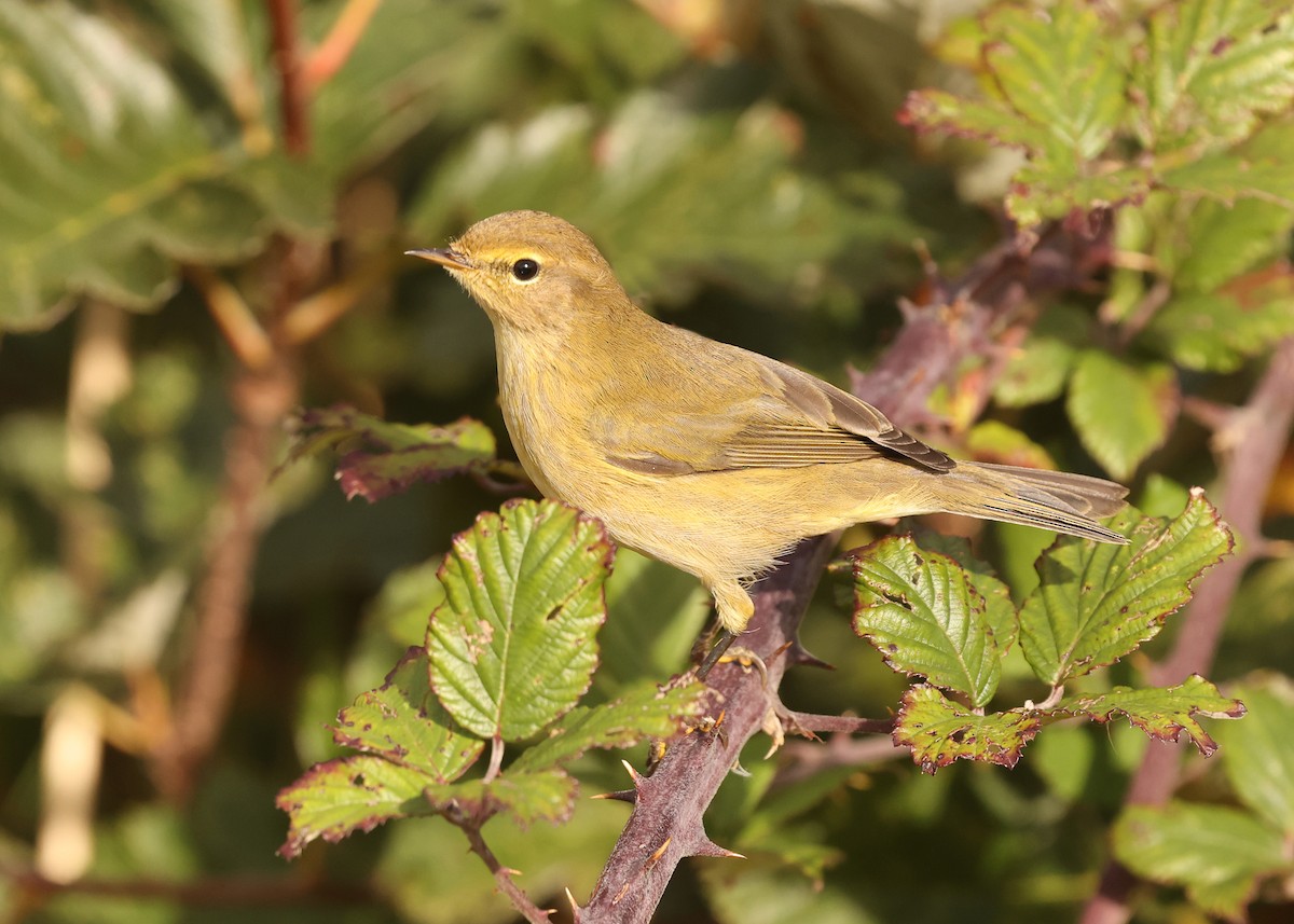 Common Chiffchaff - ML641693267