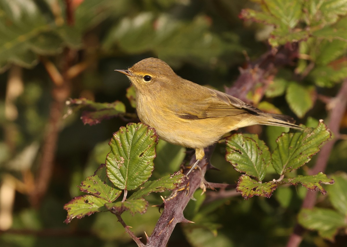 Common Chiffchaff - ML641693271