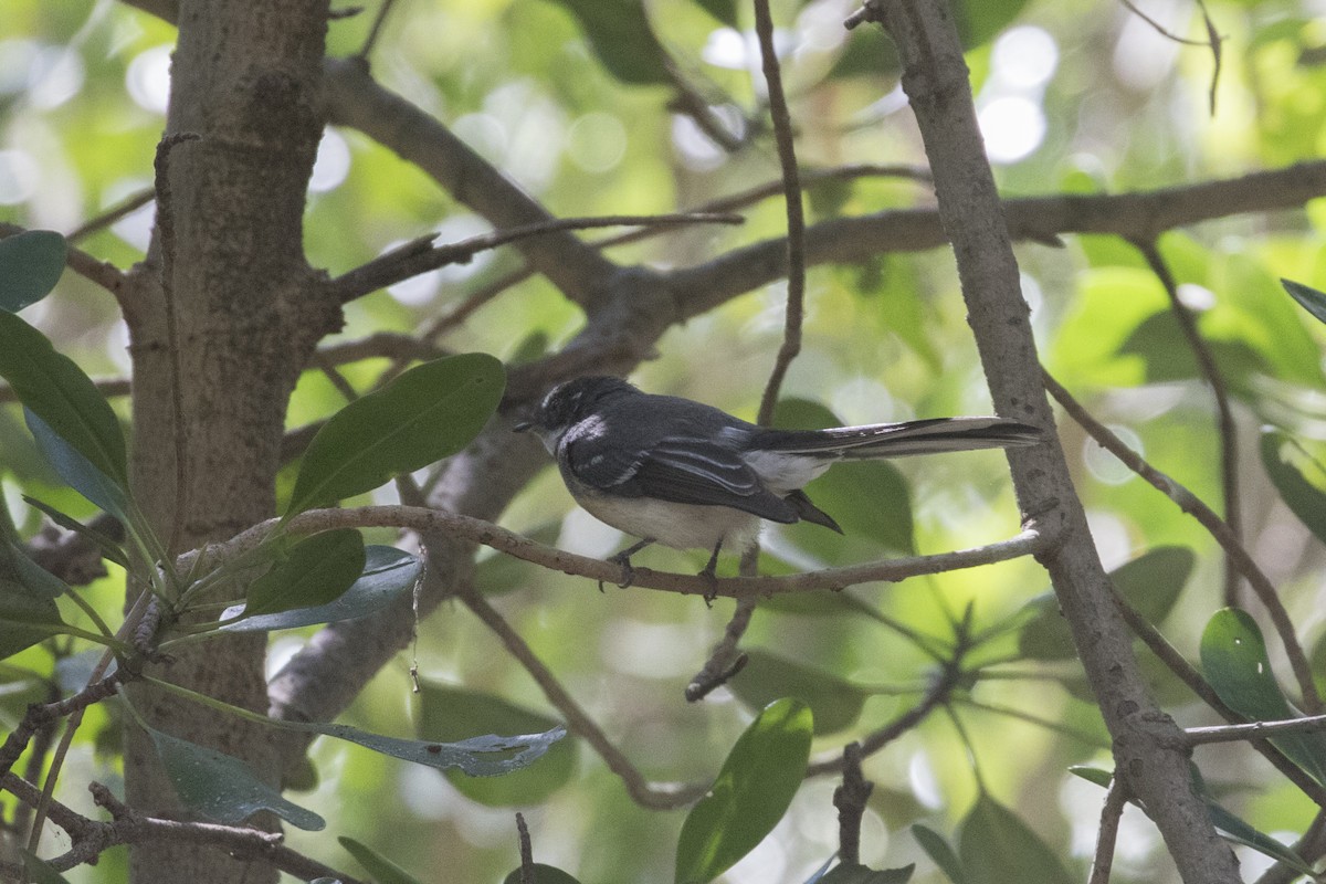 Gray Fantail (alisteri) - ML641693289