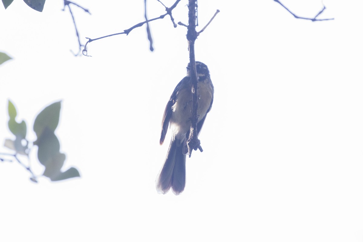 Gray Fantail (alisteri) - ML641693290