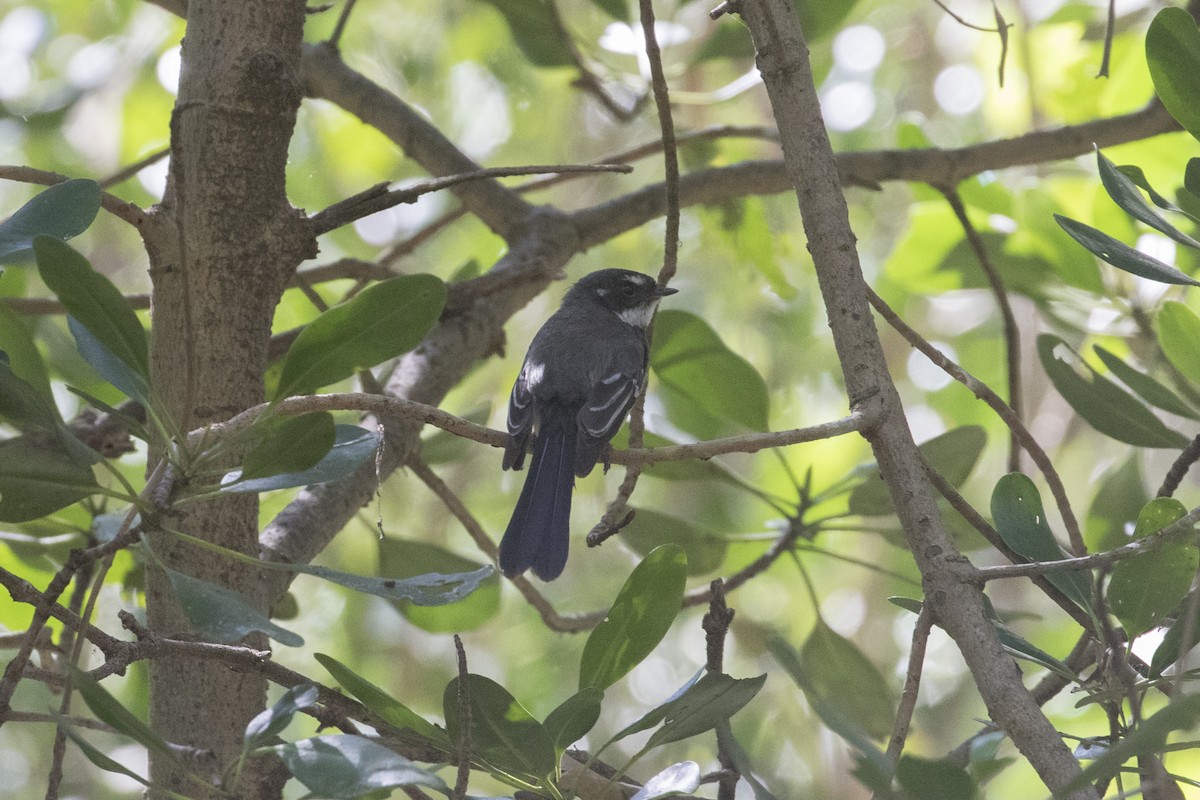 Gray Fantail (alisteri) - ML641693292